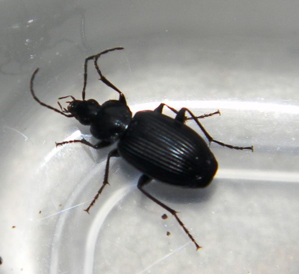 Carabide; Agonum sp.